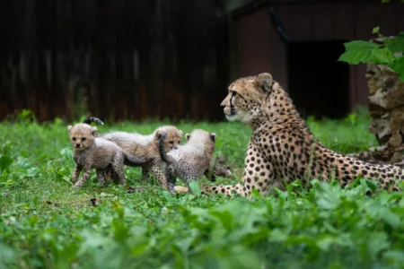 The Wilds celebrates  birth of three cheetah cubs